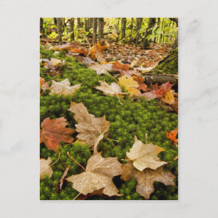 Wet Autumn Forest Floor Photograph Postcard