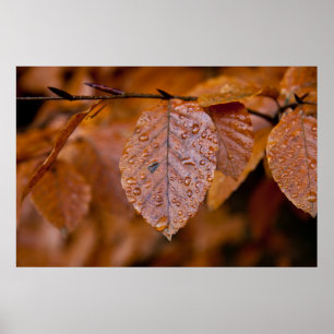Wet autumn leaf poster