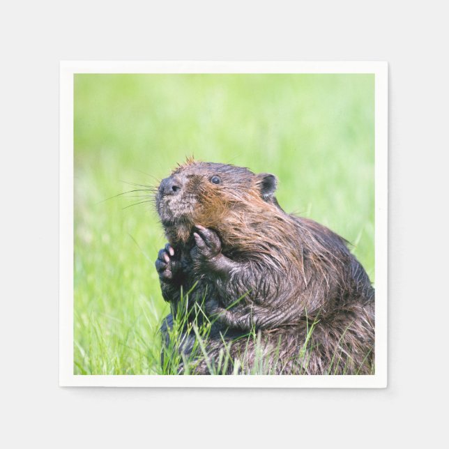 Wet Beaver Napkin (Front)