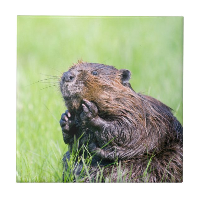 Wet Beaver Tile (Front)