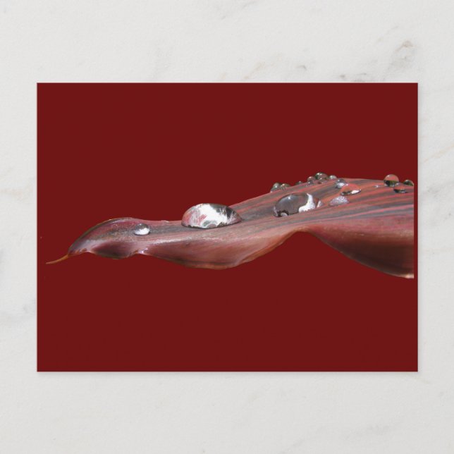 Wet Canna Lily leaf ~ postcard (Front)