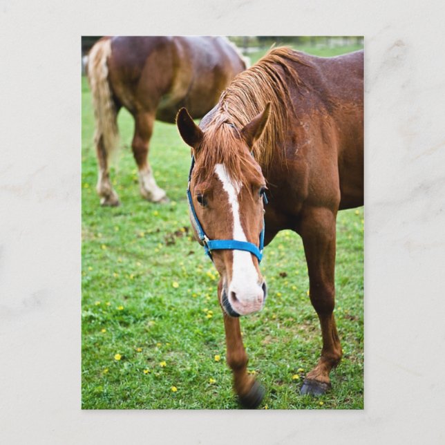 Wet Chestnut Postcard (Front)