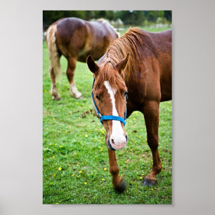 Wet Chestnut Poster