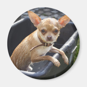 Wet Chihuahua Magnet