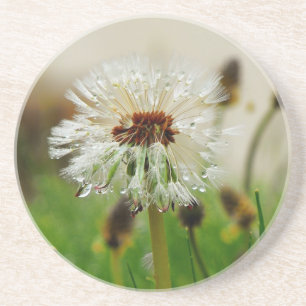 Wet Dandelion Coaster