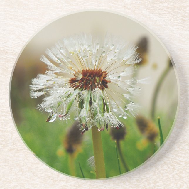 Wet Dandelion Coaster (Front)