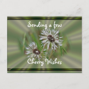 Wet Dandelion Postcard- cheer or any occasion Postcard