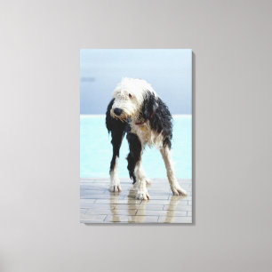 Wet Dog By a Swimming Pool Canvas Print