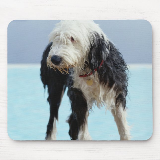 Wet Dog By a Swimming Pool Mouse Mat (Front)