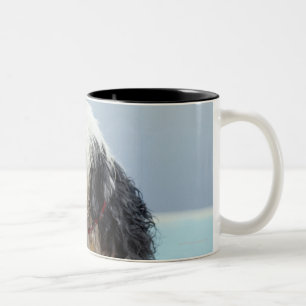 Wet Dog By a Swimming Pool Two-Tone Coffee Mug