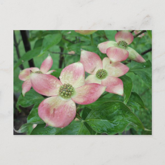 Wet Dogwood Blossoms Postcard (Front)