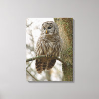 Wet Feathers Barred Owl Alert Looking for Prey