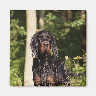 Wet Gordon Setter Magnet