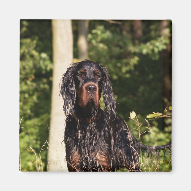 Wet Gordon Setter Magnet (Front)