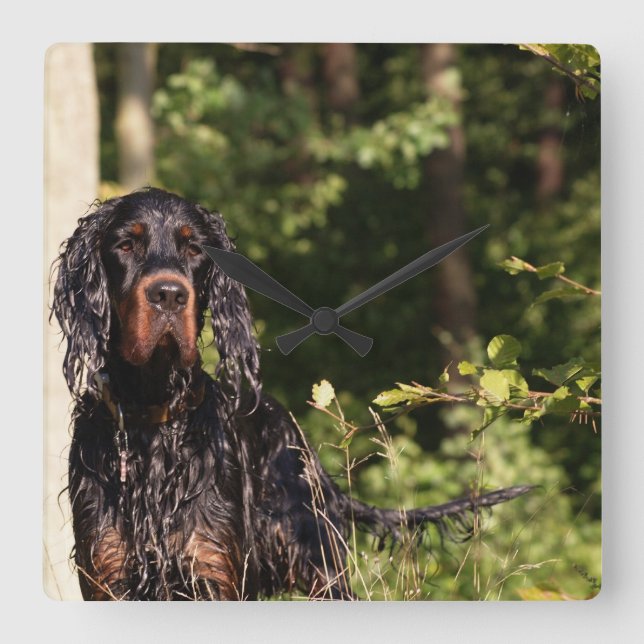 Wet Gordon Setter Square Wall Clock (Front)