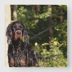 Wet Gordon Setter Square Wall Clock