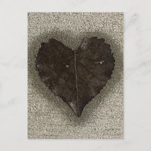 Wet Heart Shaped Leaf on Sidewalk Photo Postcard