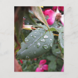 Wet Leaf Postcard