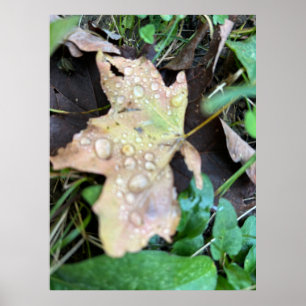 Wet leaf  poster