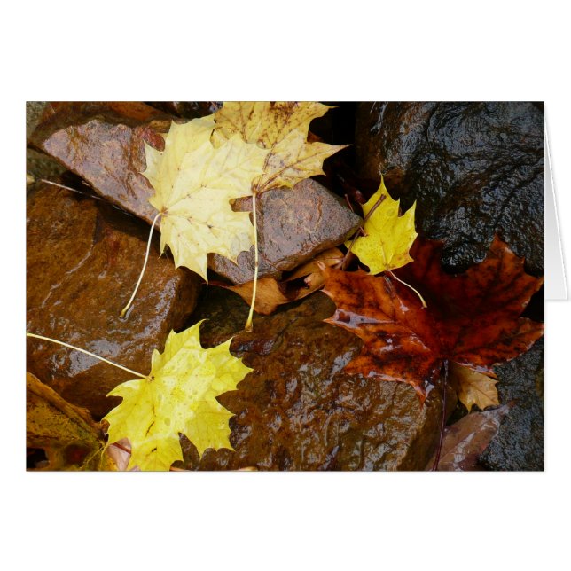 Wet Leaves and Rocks Autumn Nature Photography (Front Horizontal)