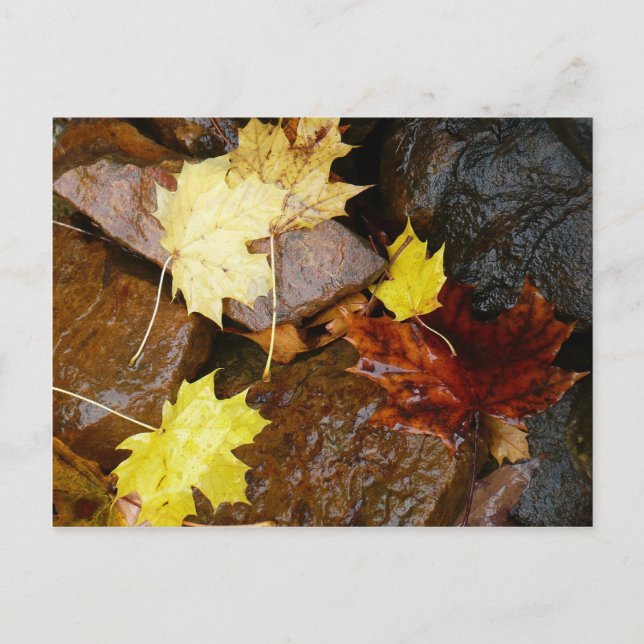 Wet Leaves and Rocks Autumn Nature Photography Postcard (Front)