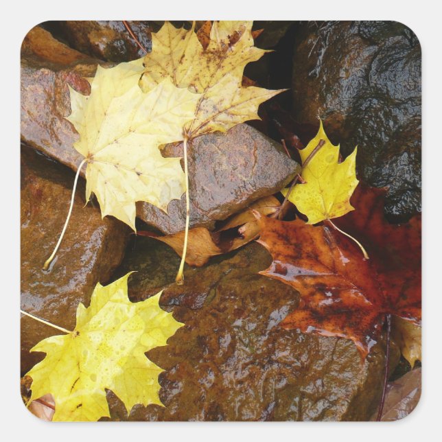 Wet Leaves and Rocks Autumn Nature Photography Square Sticker (Front)