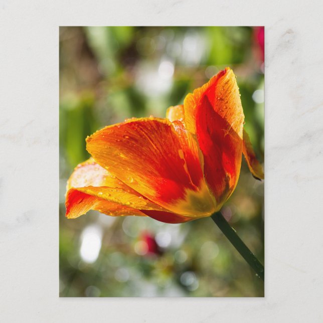 Wet Orange and Yellow Tulip Postcard (Front)