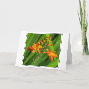 Wet orange flower greeting card