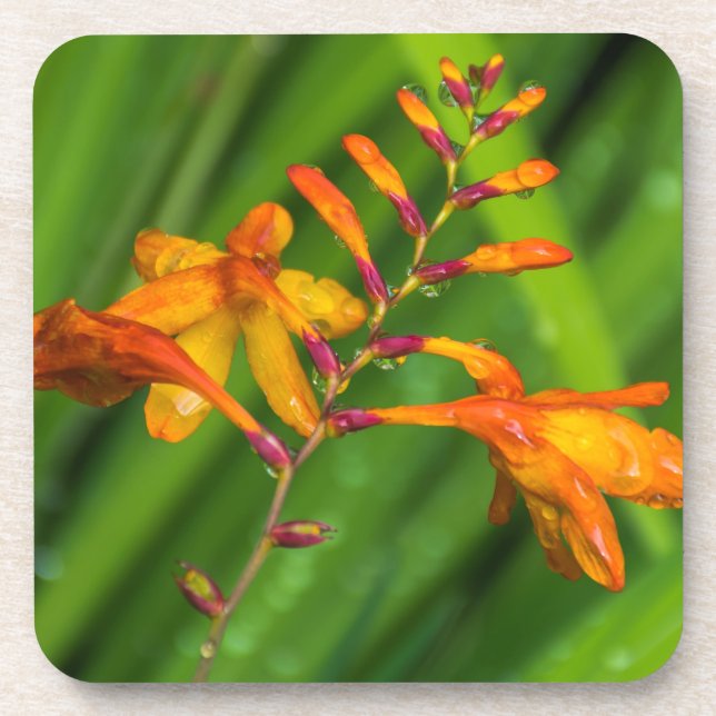 Wet orange flower hard plastic coasters (Front)