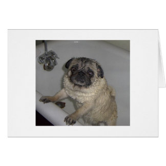 wet pooter, blank card