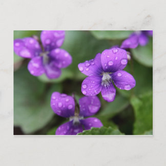 Wet Purple Violets Postcard