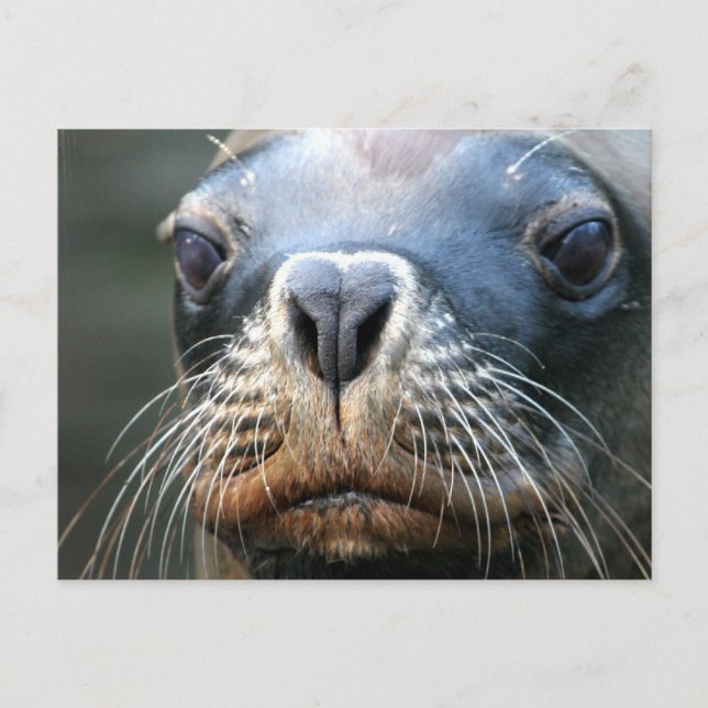 Wet Seal Postcard (Front)