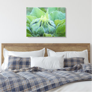 Wet Sunflower Bud Close Up Photograph Canvas Print