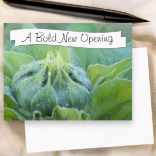 Wet Sunflower Bud Close Up Photograph Postcard