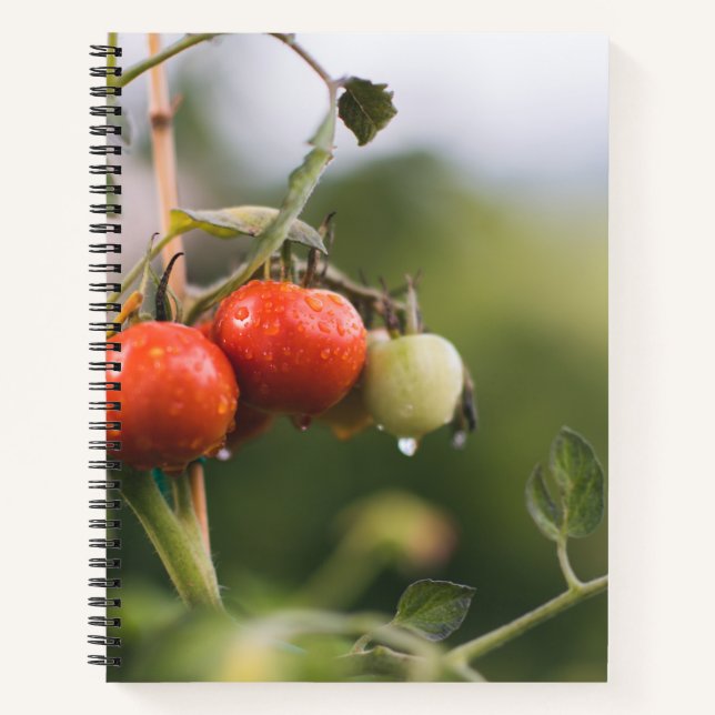 wet tomatoes on the vine notebook (Front)