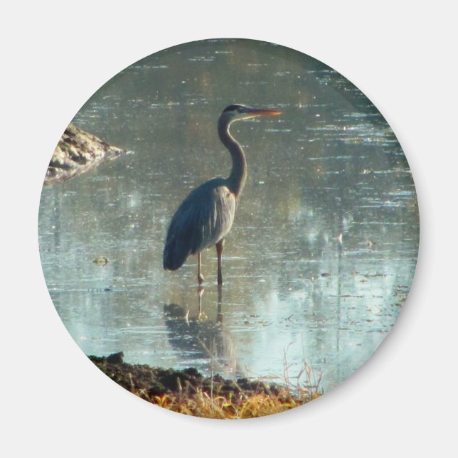 Wetland Blue Heron Magnet (Front)