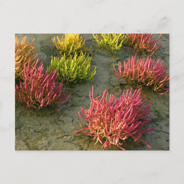 Wetland Postcard (Front)