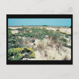 Wetlands. Delaware Bay Cape Henlopen Postcard