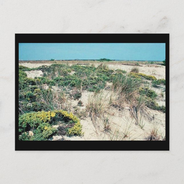 Wetlands. Delaware Bay Cape Henlopen Postcard (Front)