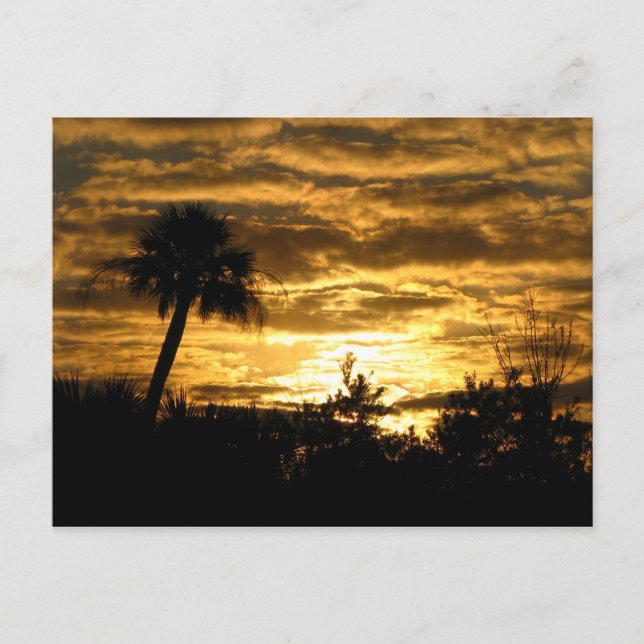 Wetlands Morning II Postcard (Front)