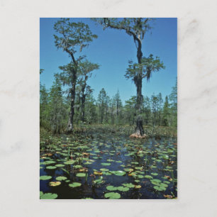 Wetlands, Okefenokee National Wildlife Refuge Postcard