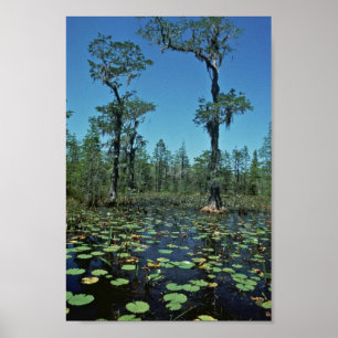 Wetlands, Okefenokee National Wildlife Refuge Poster