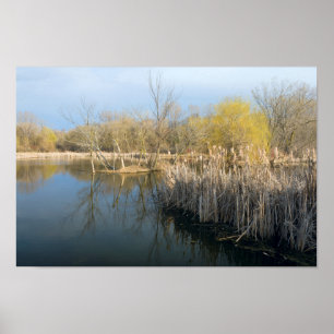 Wetlands Reeds and Trees in West Saint Paul Poster