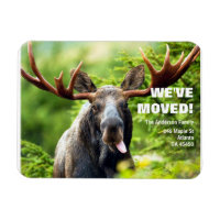 We've Moved | Colourful Moose Moving Announcement 