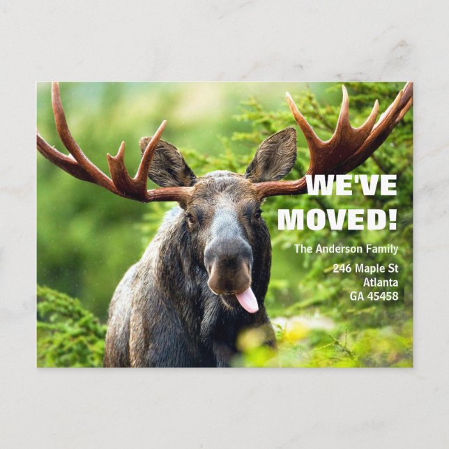 We've Moved | Colourful Moose Moving Announcement Postcard (Front)
