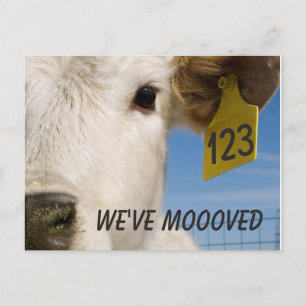 We've Moved Cow Tag Postcard