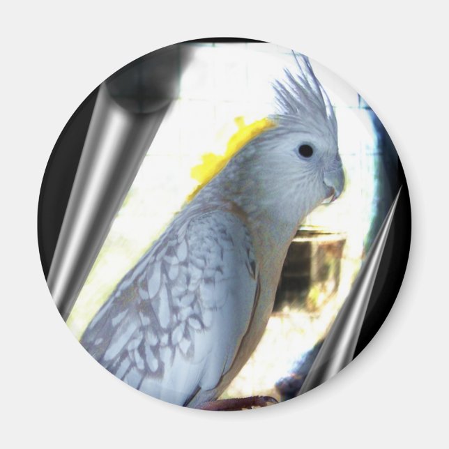 WF tiel Magnets (Front)