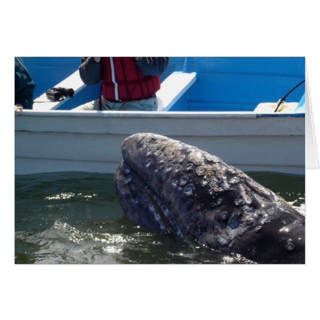 Whale (Front Horizontal)