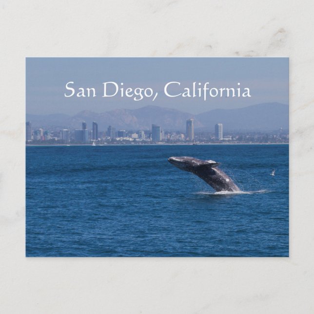 Whale and San Diego skyline Postcard (Front)