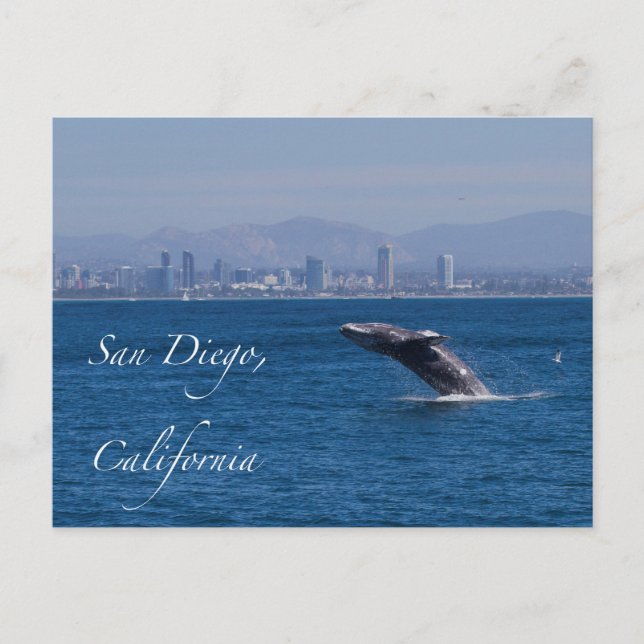 Whale Breaching in San Diego Postcard (Front)